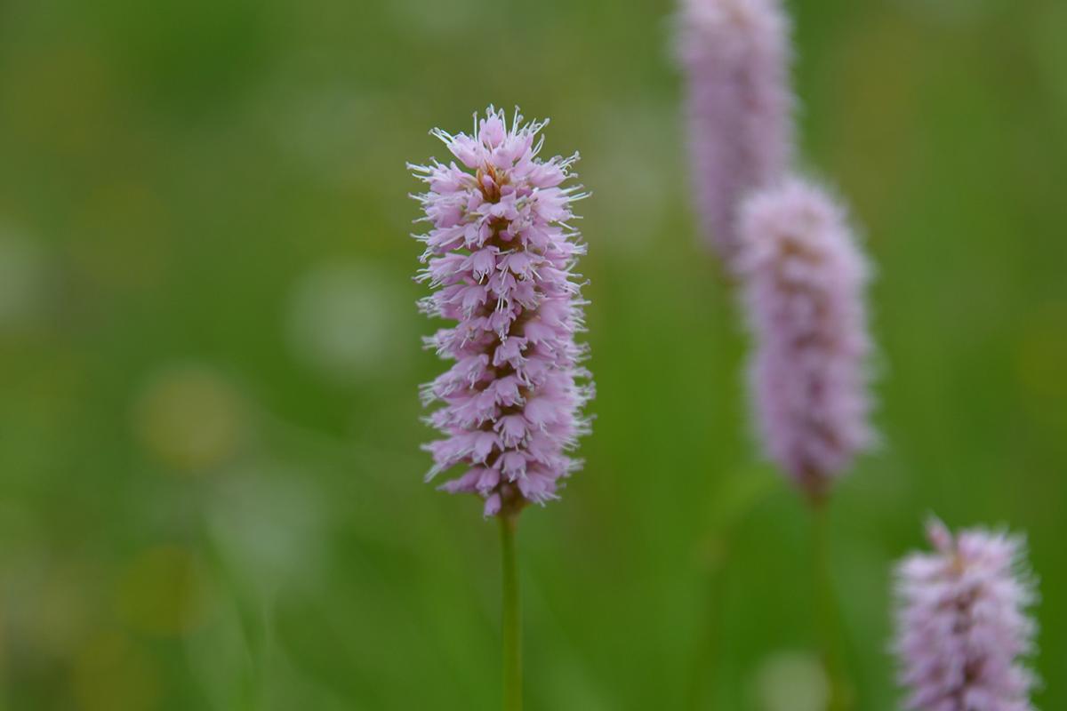 Schlern 16.06.2017